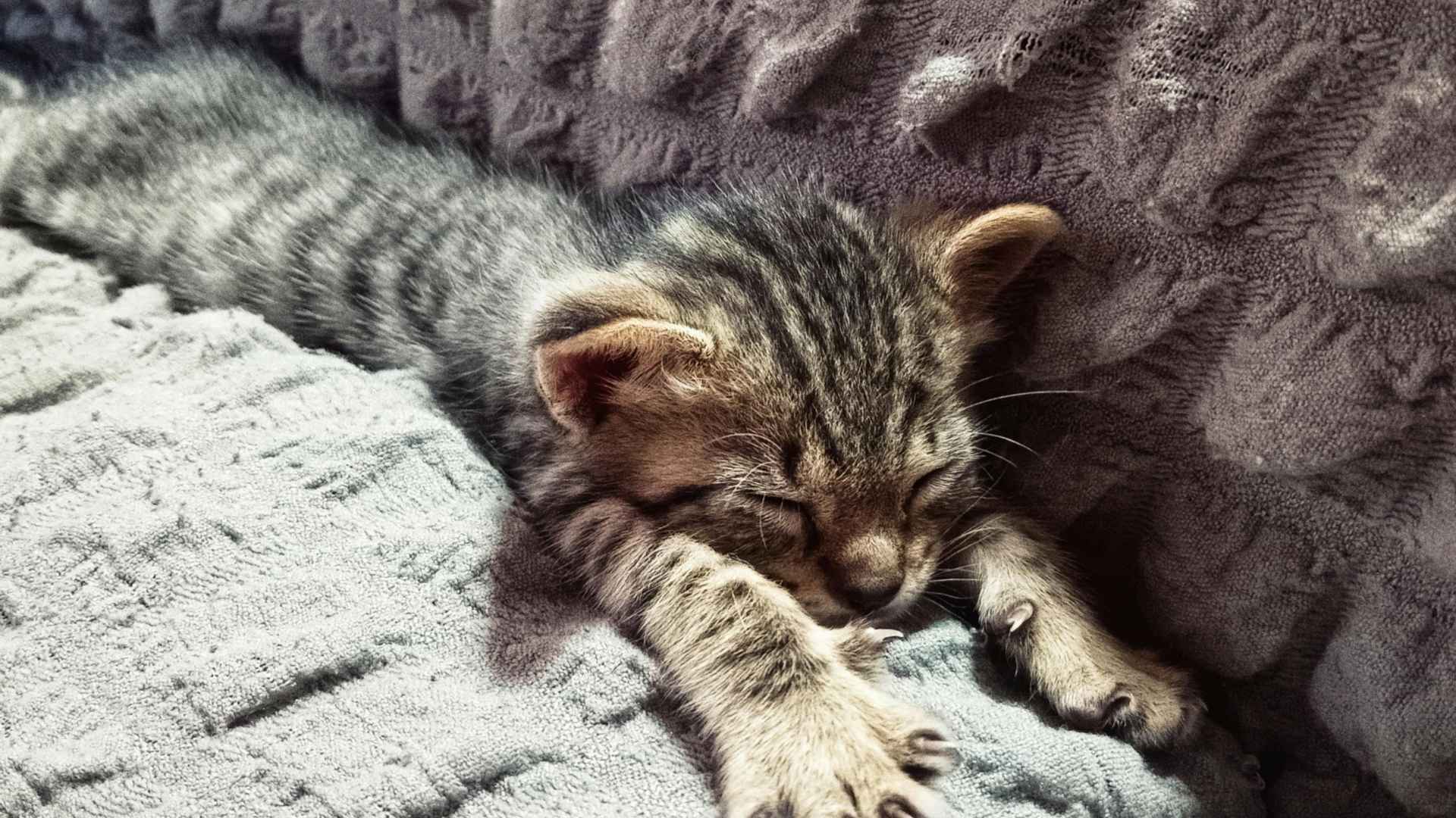 gatito pequeño durmiendo